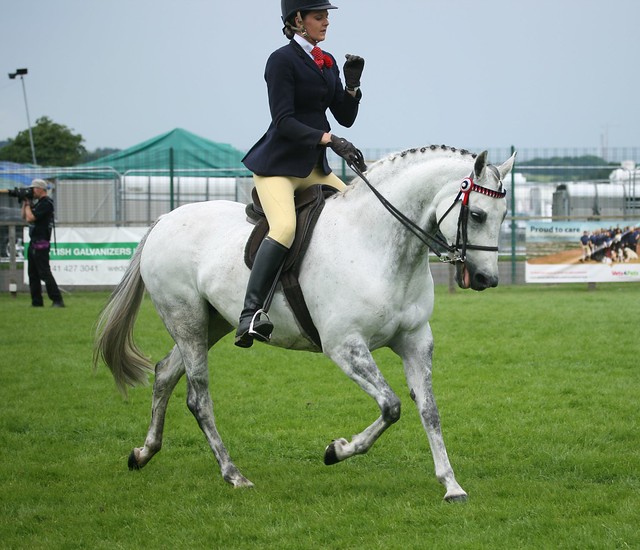 Anglo and Partbred Arabian