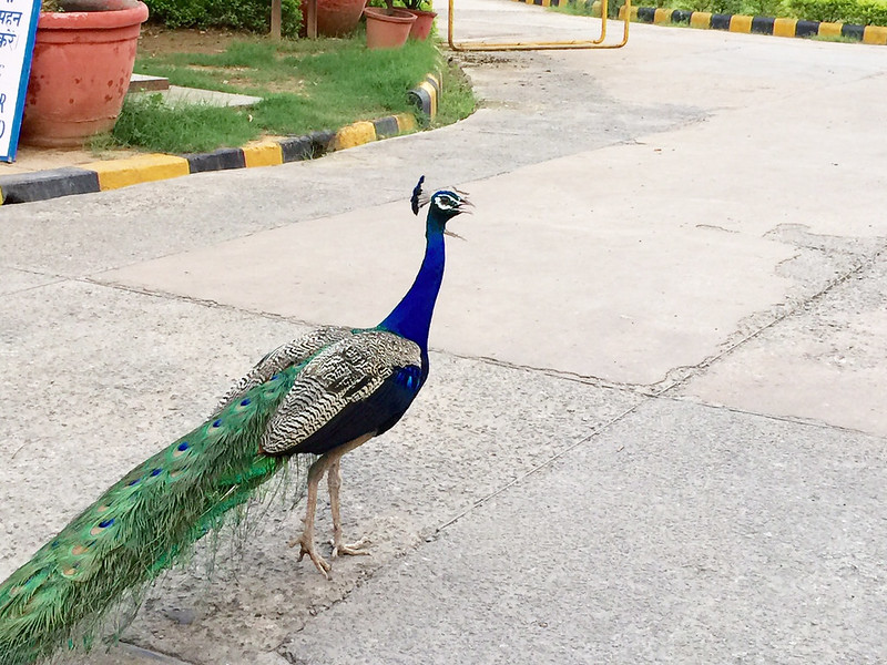 Photo Essay - The Peacock's Monsoon Plot, Mausam Bhawan