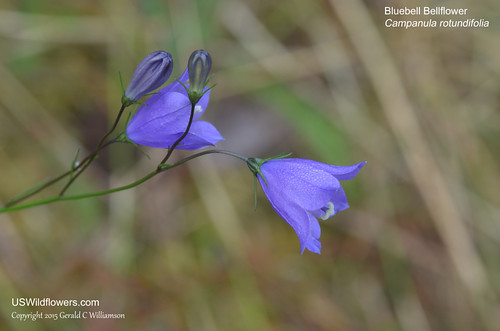 Bluebell Bellflower, Bluebell, Harebell, Bluebell-of-Scotland, Blue Rain Flower, Heathbells, Witches Thimbles - Campanula rotundifolia