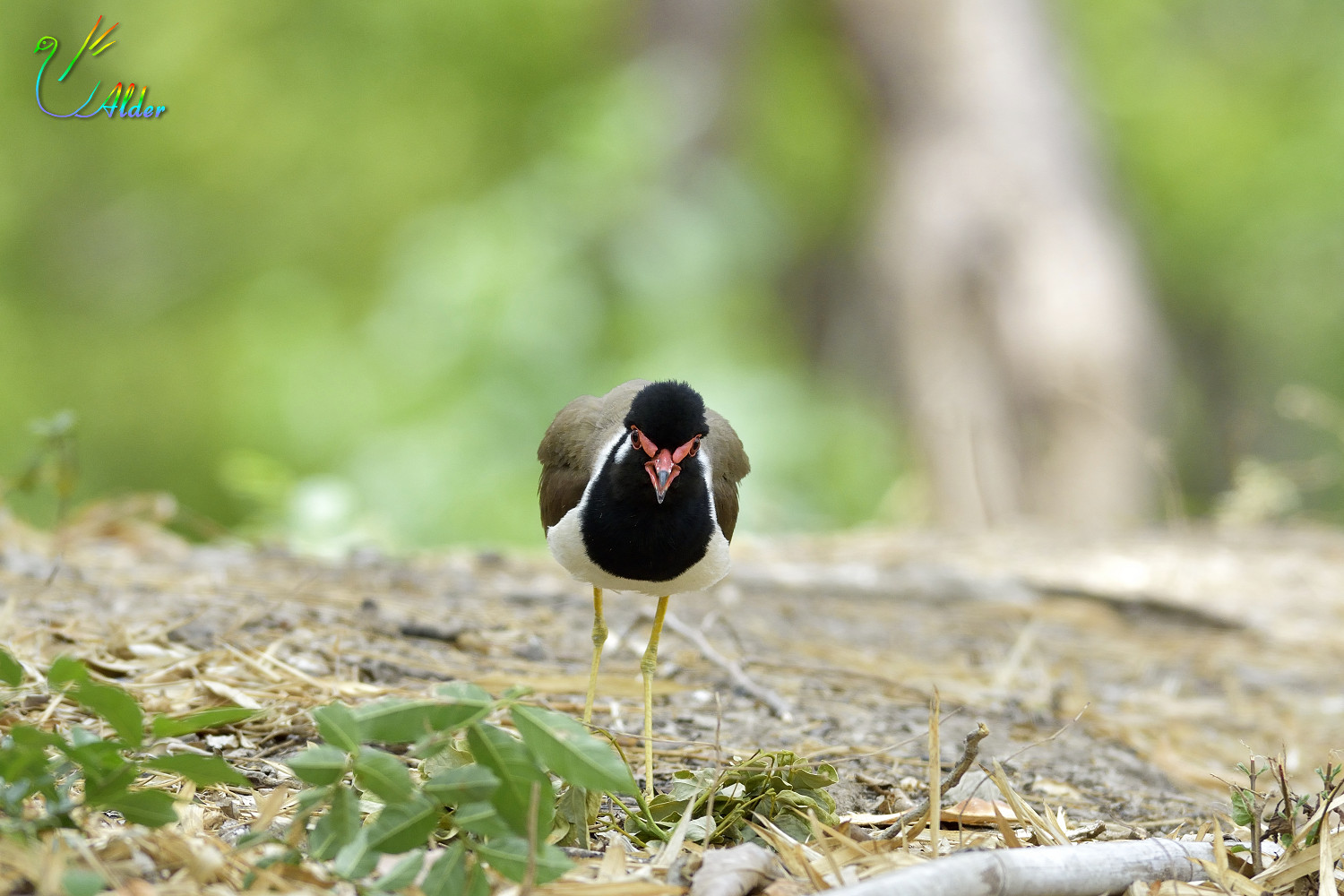 Red-wattled_Lapwing_3783