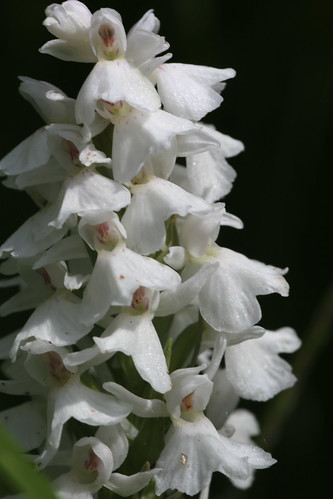 Heath Spotted Orchid var. leucantha Dactylorhiza maculata