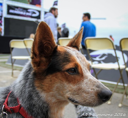 Vader, the disc dog, surveying the PPPIDC competition field