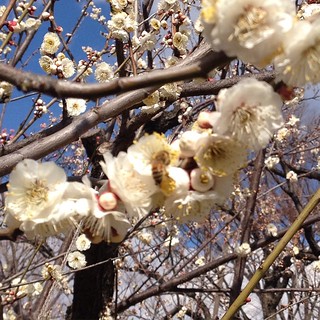 Plum blossom season is here.