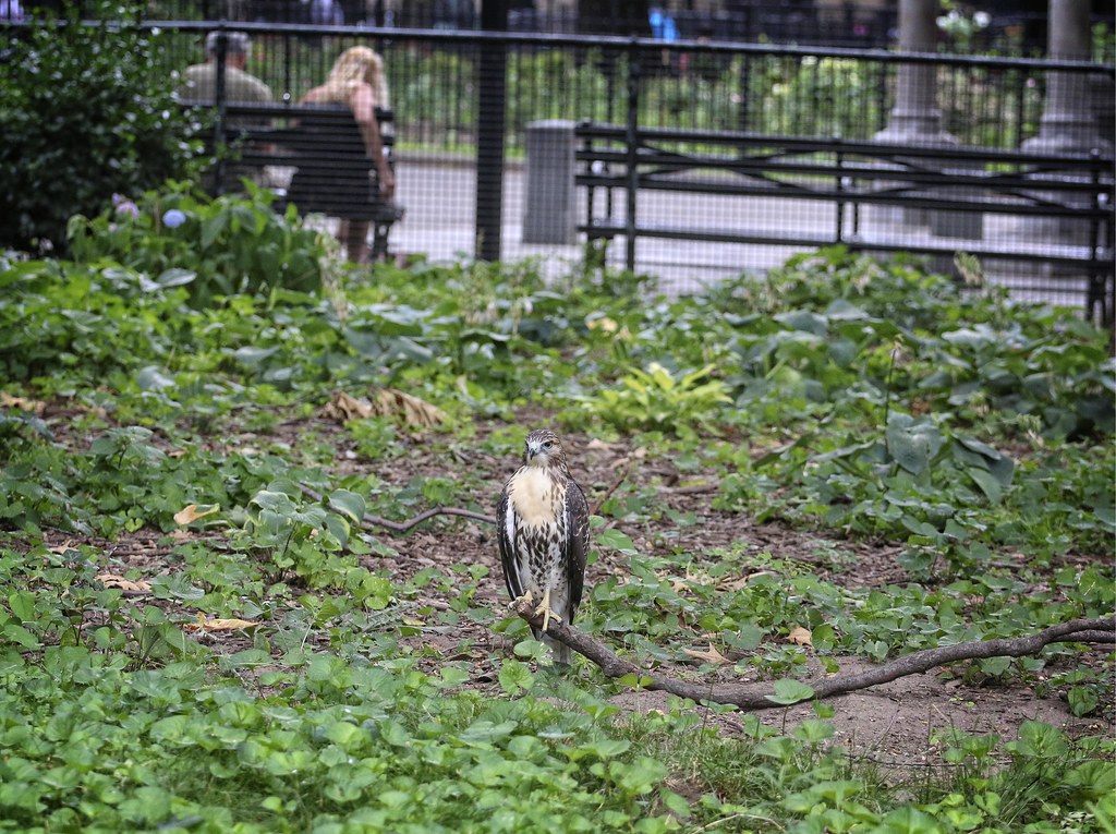 Hawk on a stick