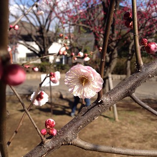 Plum blossom season is here.