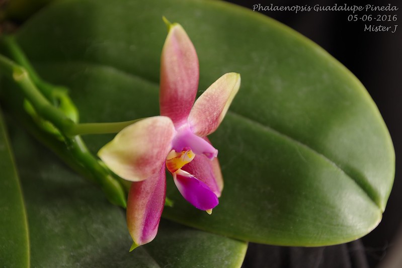 Phalaenopsis Guadalupe Pineda (bellina x amboinensis) 26873873523_3943c6eac5_c