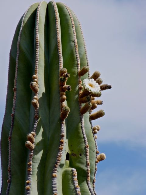 Saguaro in bloom, Desert Botanical Gardens, Mesa, AZ