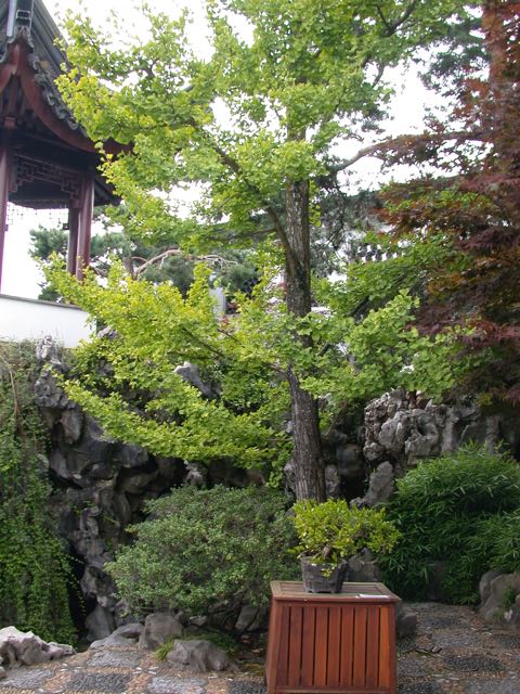 Ginko Tree, Chinese Garden, Vancouver, B.C.