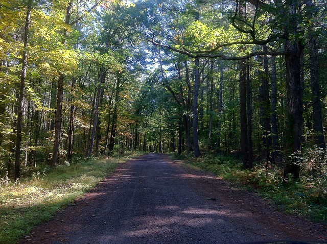 Canopied trees