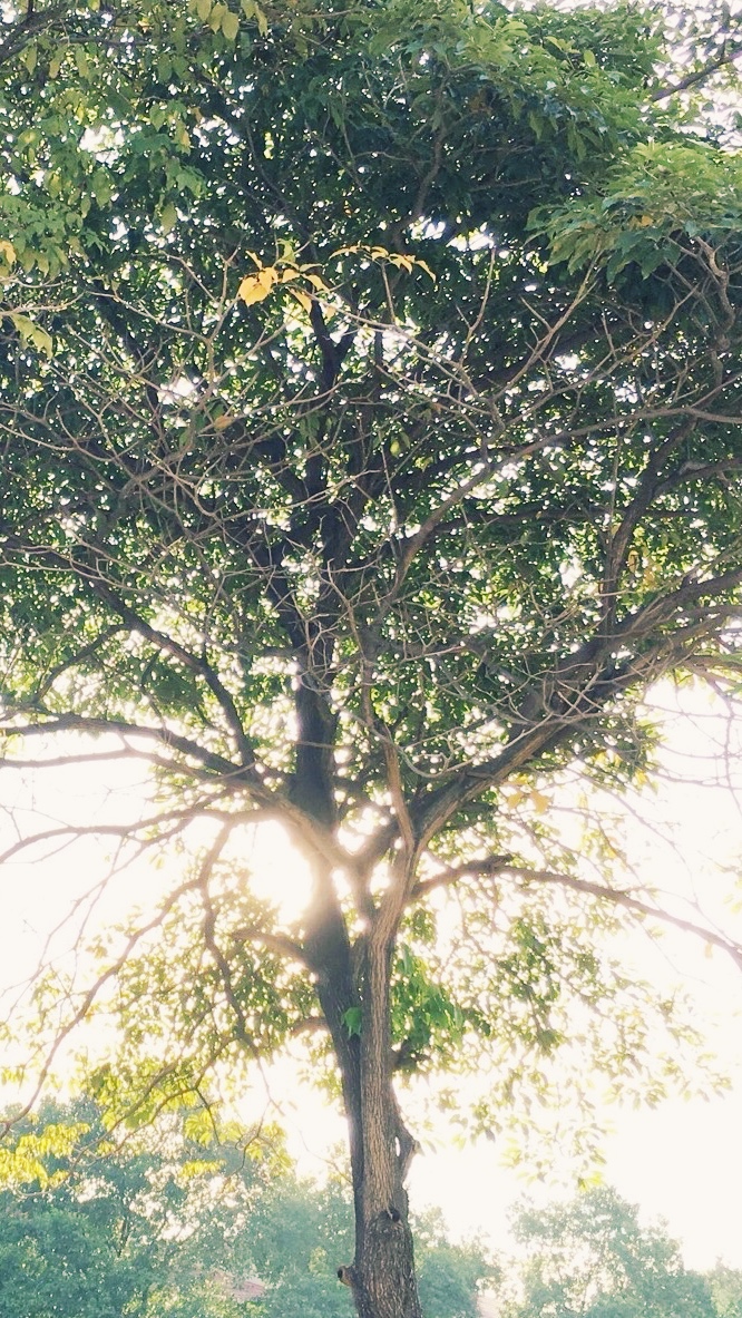 Mystic Tree of the Morning Sun