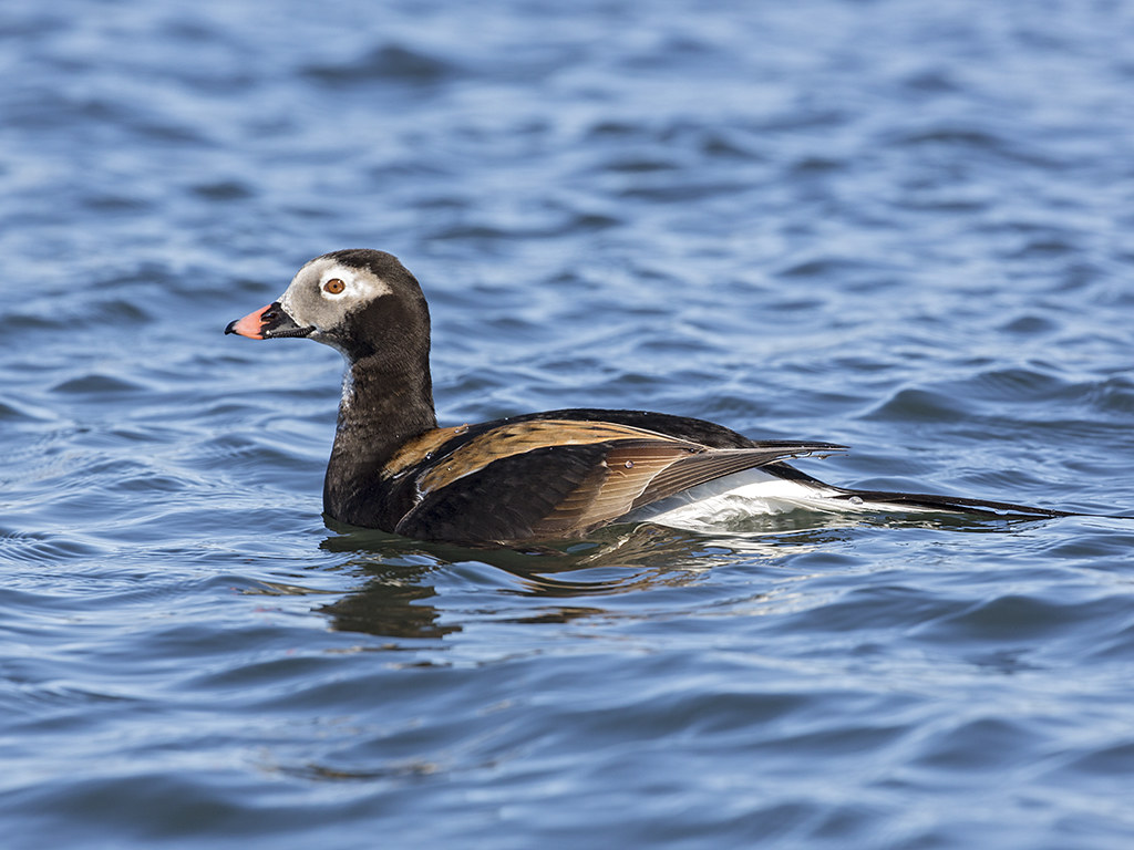 Long-tailed Duck   Iceland