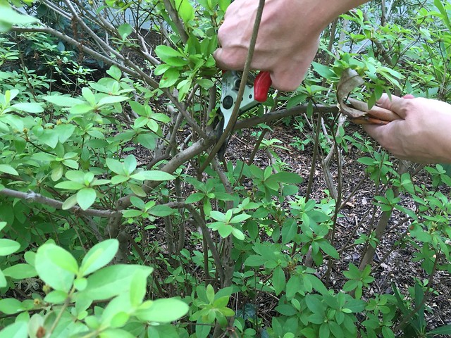 Azalea pruning time