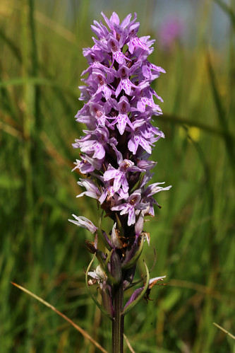 Common Spotted Orchid Dactylorhiza fuchsii