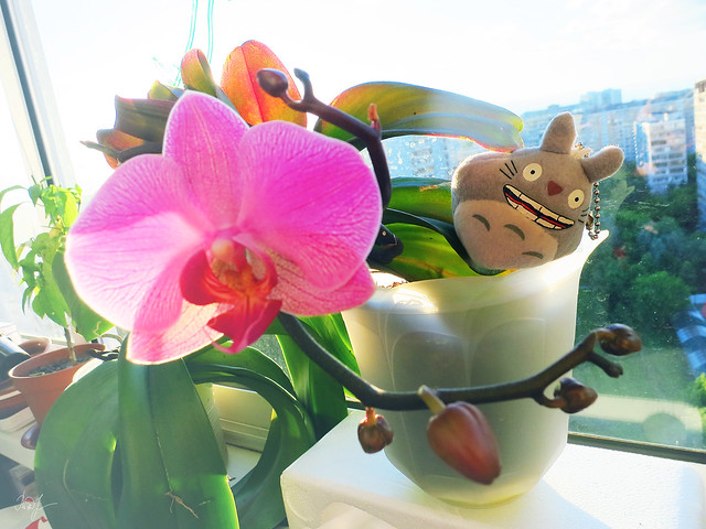 Day #165: totoro cloned the Orchid