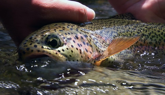wild rainbow trout - mckenzie river trout fishing