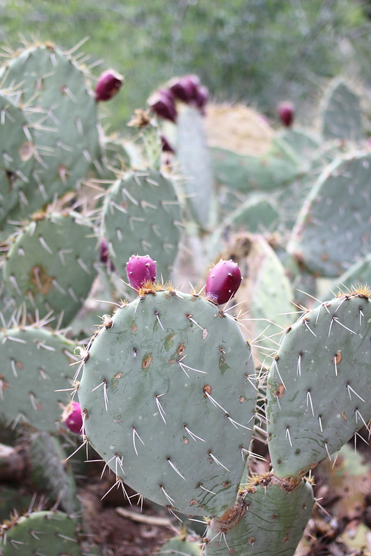Nopalito Cactus