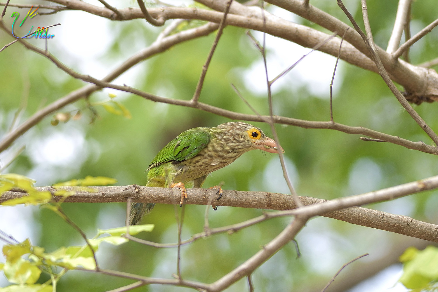 Lineated_Barbet_5668