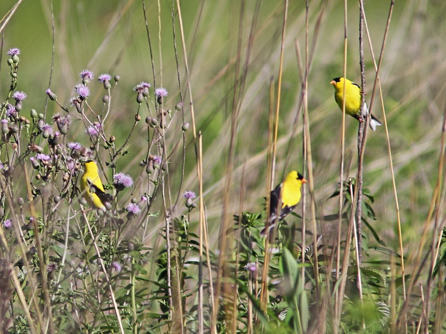 American Goldfinches 20160629