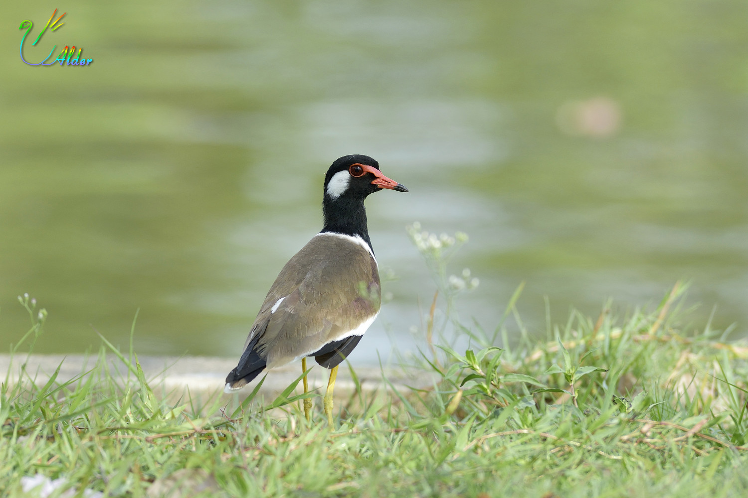 Red-wattled_Lapwing_3369