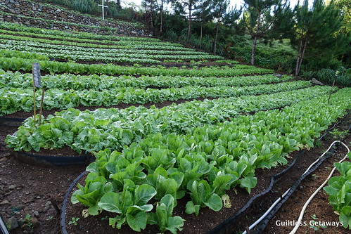 lettuce-farm-philippines.jpg