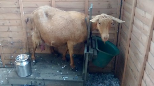 goat on milking stand June 16