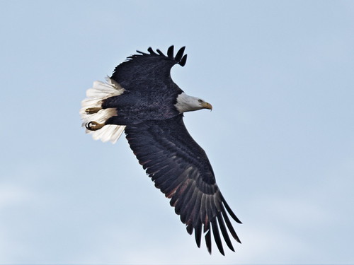 Bald Eagle in flight 2-20140117