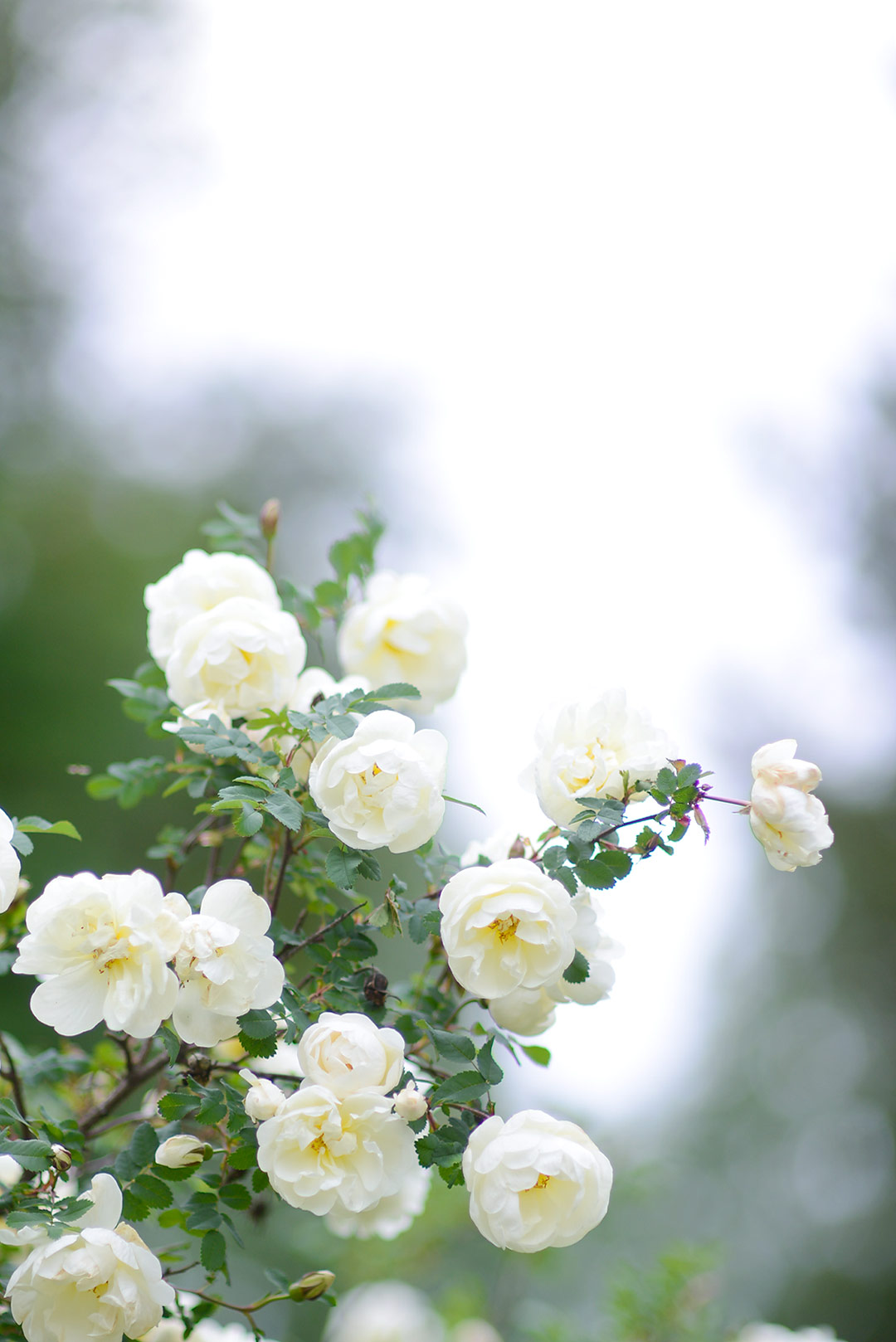 Roses are white