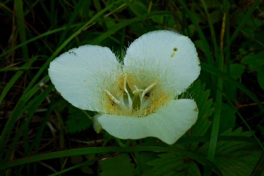 Pointedtip Mariposa Lily, Three-spot Mariposa lily, Baker's Mariposa