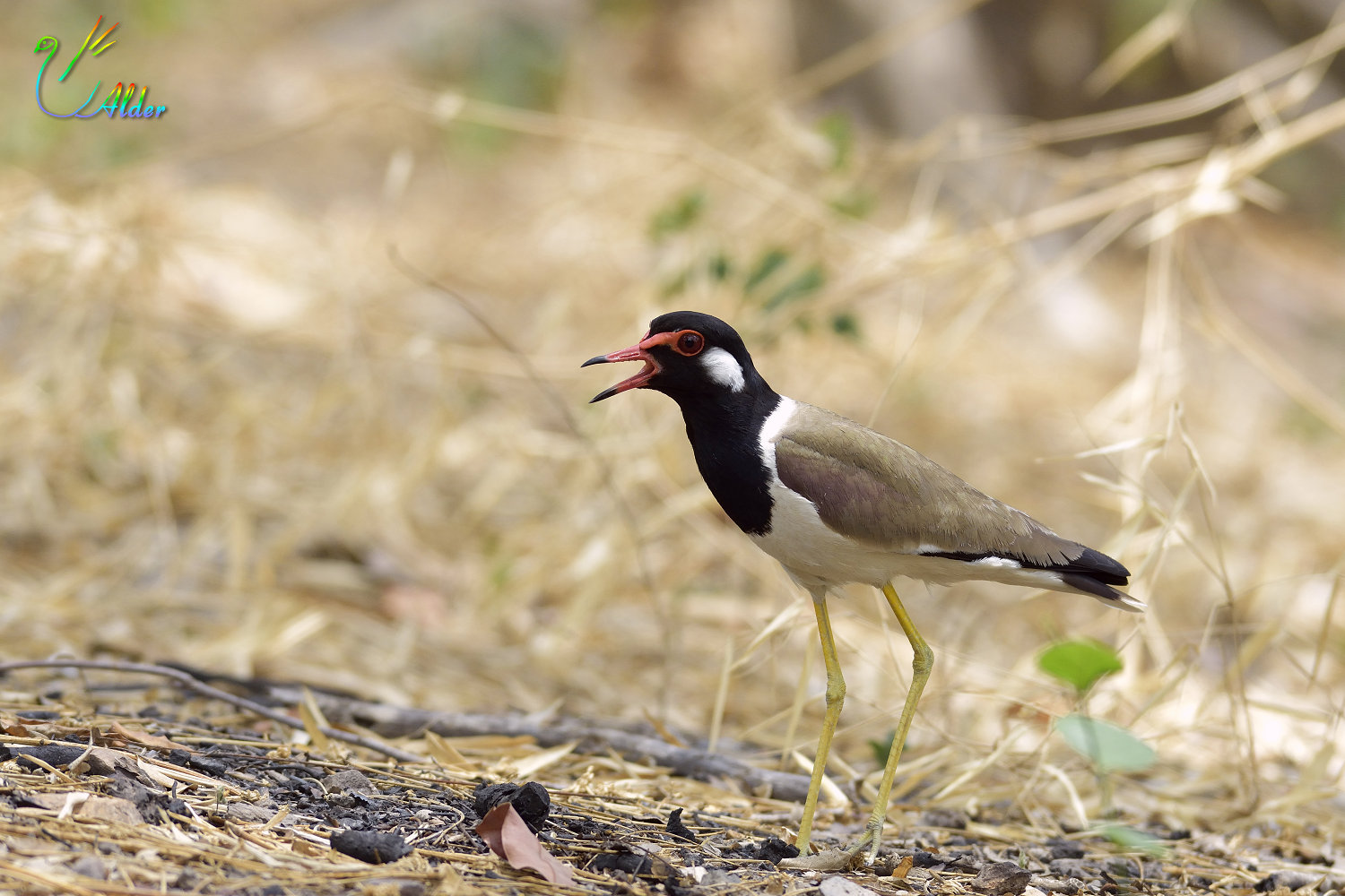 Red-wattled_Lapwing_3773