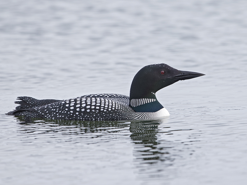 Great Northern Diver       Iceland