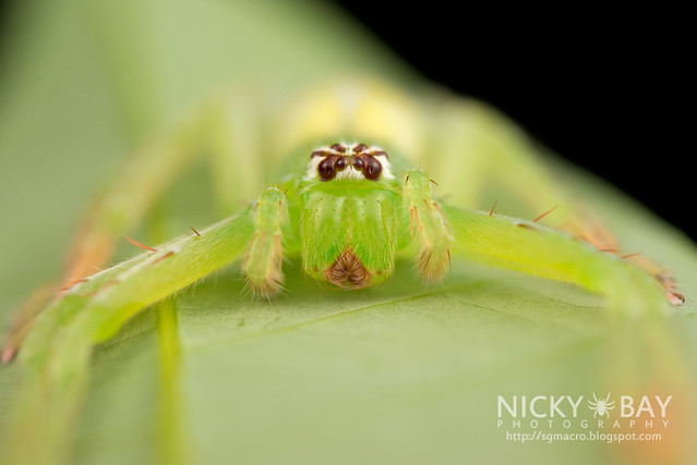 Huntsman Spider (Gnathopalystes sp.) - DSC_7047