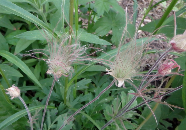 two seedheads in the middle, with one on the left and two on the right yet to open