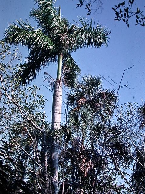 Royal Palm N. of Everglades, FL