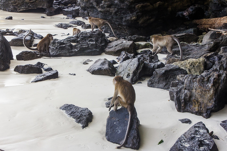 Monkey Beach at Phi Phi Don Island