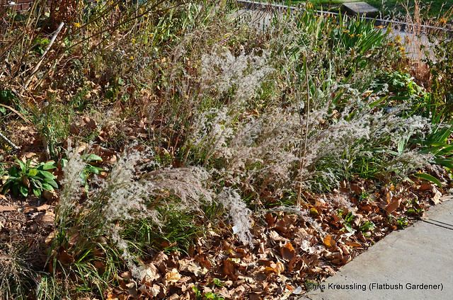 Schizachyrium scoparium, little bluestem (grass), in my front garden, November 2014