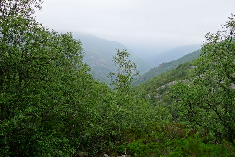 Recorriendo Asturias: coche, senderismo y canoa - Blogs of Spain - MUNIELLOS: UN BOSQUE INMENSO E INTEMPORAL A CONTRARRELOJ (Ruta circular a pie). (38)