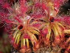 Sample Imagery from Carnivorous Plants and their Habitats (77)