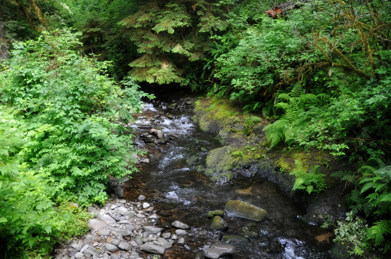 Drift Creek Falls Hike 2 @ Mt. Hope Chronicles