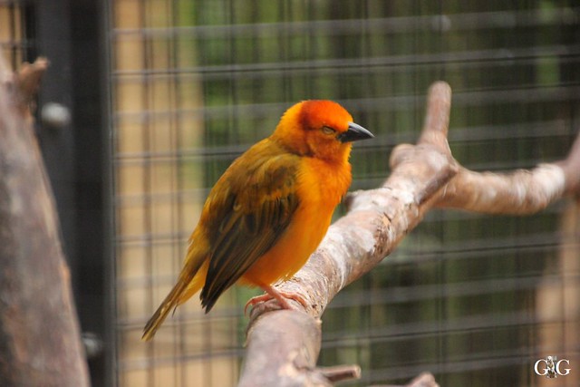Sonntags-Besuch Zoo Berlin 03.07.201613