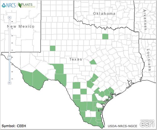 DesertHackberry TX Map