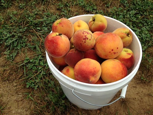 Picking peaches