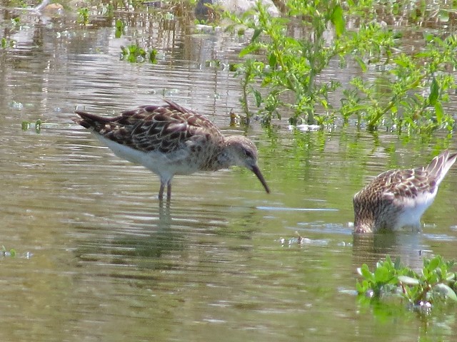 Reeve and Pectoral Sandpiper at the El Paso Sewage Treatment Center in Woodford County, IL 01