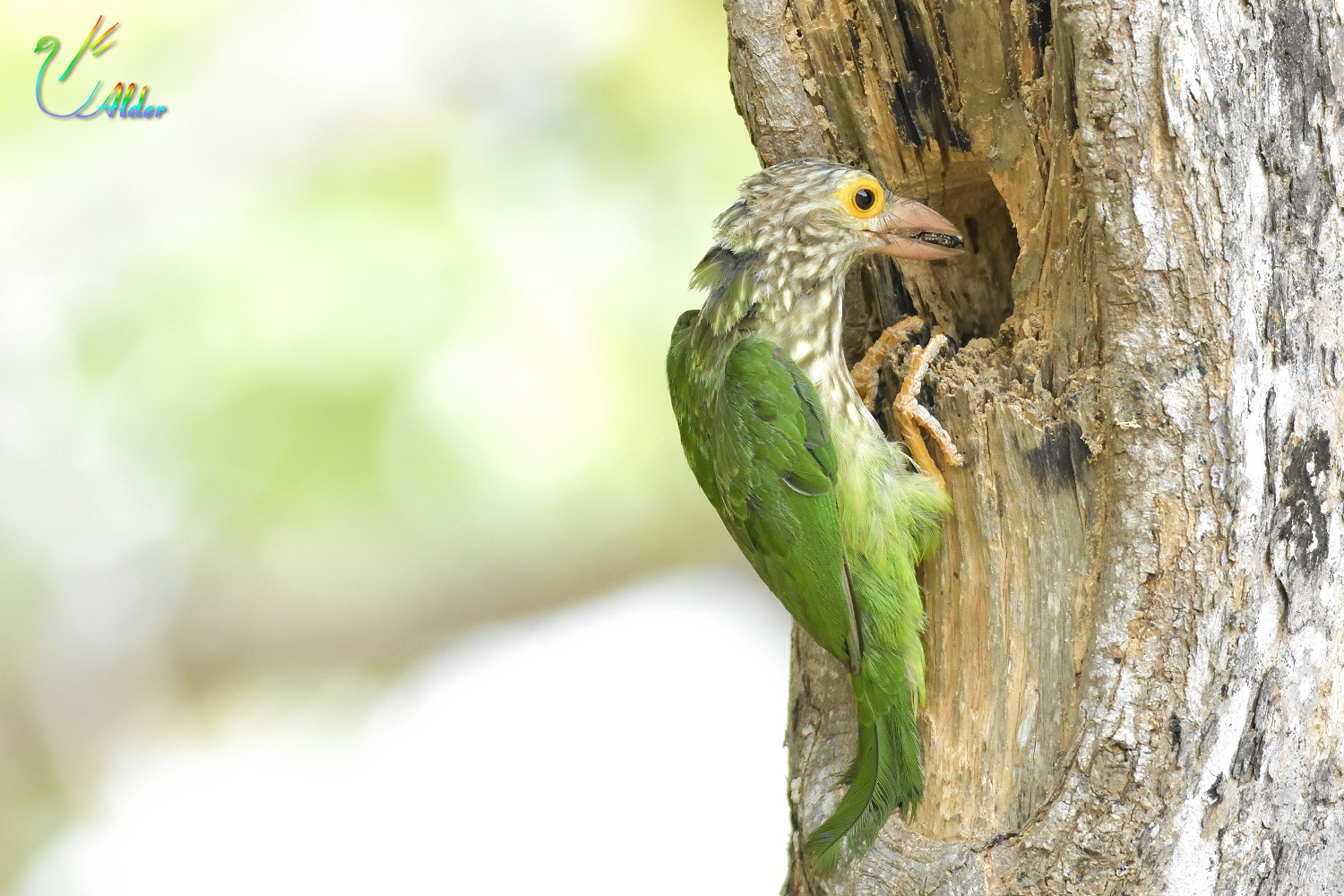 Lineated_Barbet_5038