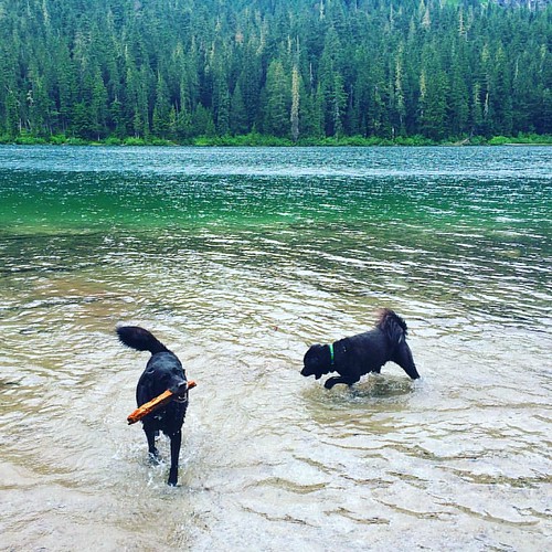 Maggie and Bear Cub splash around Hyas Lake. 💦