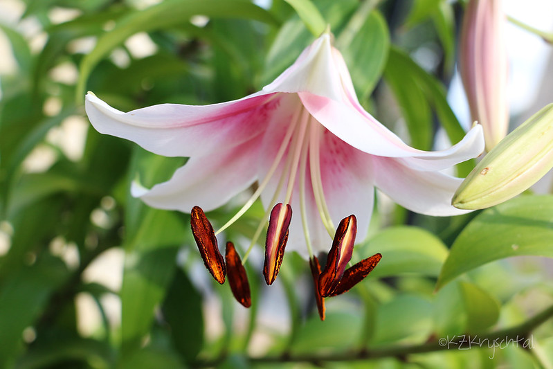 IMG_0472Lily