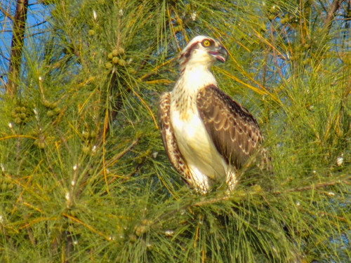 Osprey on the Indian River