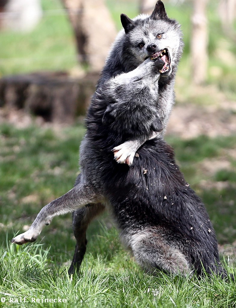 Eastern Wolf - Parc Animalier de Sainte-Croix April 2015 11