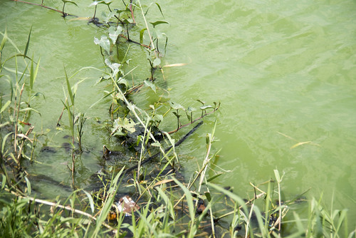 Green algal bloom in Kranji Reservoir, 10 Aug 2016