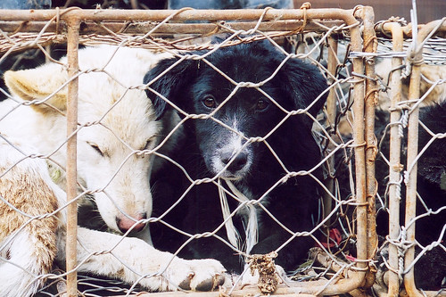 The sad black dog in cage at a China's dog market, 2011