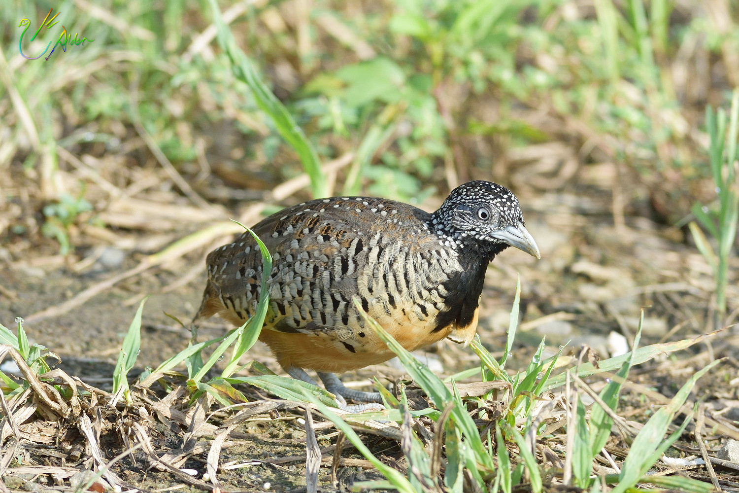 Barred_Buttonquail_1160